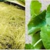 Trà râu ngô rau má thanh nhiệt giải độc